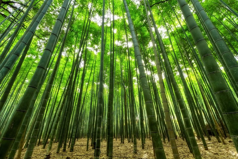 Bamboo Toothbrush
